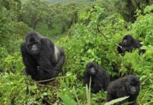 Mountain Gorillas