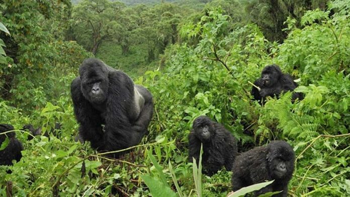 Mountain Gorillas